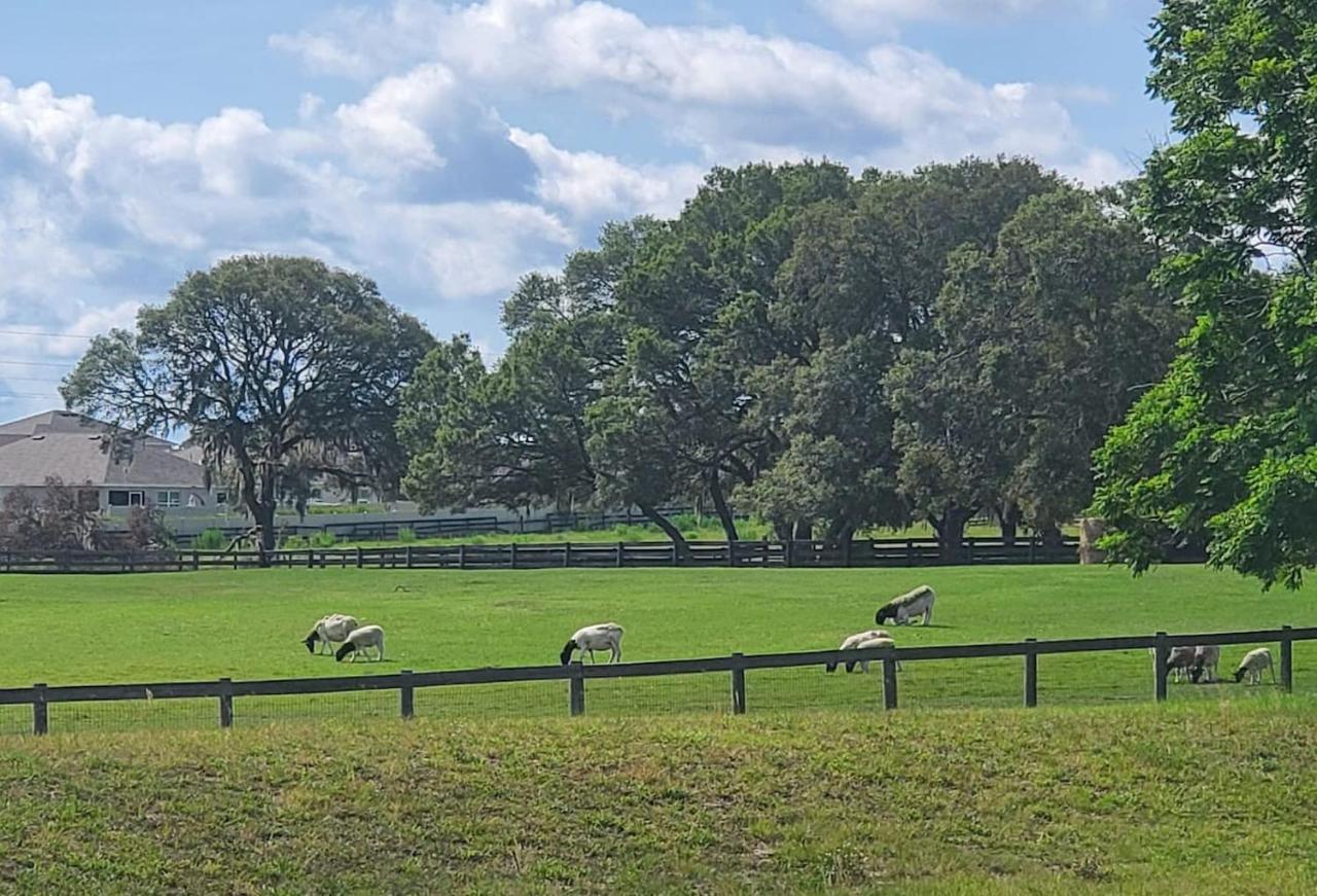 Horse Country Home In Beautiful 奥卡拉 外观 照片