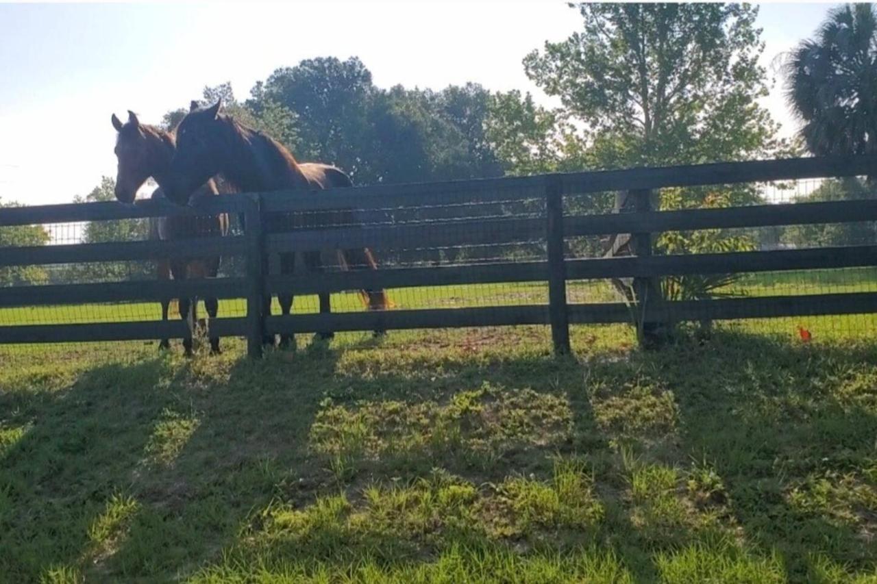 Horse Country Home In Beautiful 奥卡拉 外观 照片